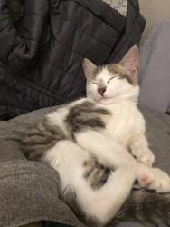 Lost Female Cat last seen Goulburn and Langehoven Goodwood, Cape Town, WC 7459