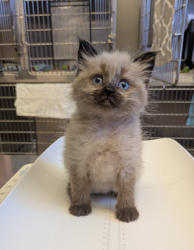 Shelter Stray Female Cat last seen Near Alnwich Avenue, LIVERMORE, CA, 94551, Oakland, CA 94621