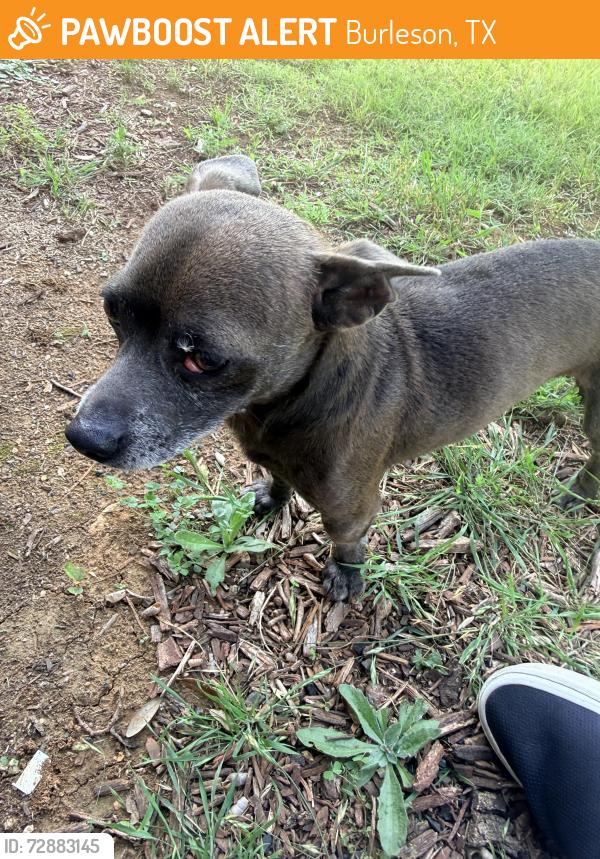 Found/Stray Male Dog last seen john jones st , Burleson, TX 76028