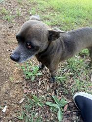 Found/Stray Male Dog last seen john jones st , Burleson, TX 76028