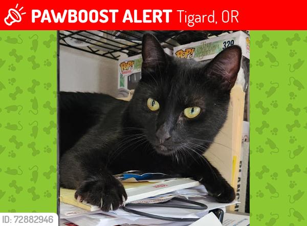 Lost Female Cat last seen SW 98th AVE & SW Sattler St, Tigard, OR 97224