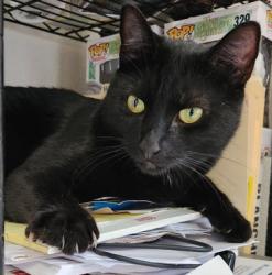 Lost Female Cat last seen SW 98th AVE & SW Sattler St, Tigard, OR 97224