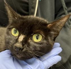 Shelter Stray Female Cat last seen Found on I-5 off ramp on Coronado bride SD side., San Diego, CA, 92113, 5500 Gaines St, San Diego, CA 92110, USA