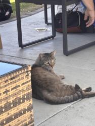 Found/Stray Female Cat last seen St orchard and buck , Vacaville, CA 95688