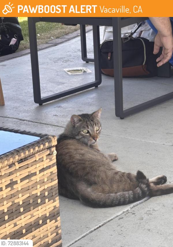 Found/Stray Female Cat last seen St orchard and buck , Vacaville, CA 95688
