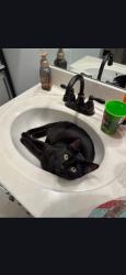 Reunited Male Cat last seen Mageo Drive, Lexington, NC 27292