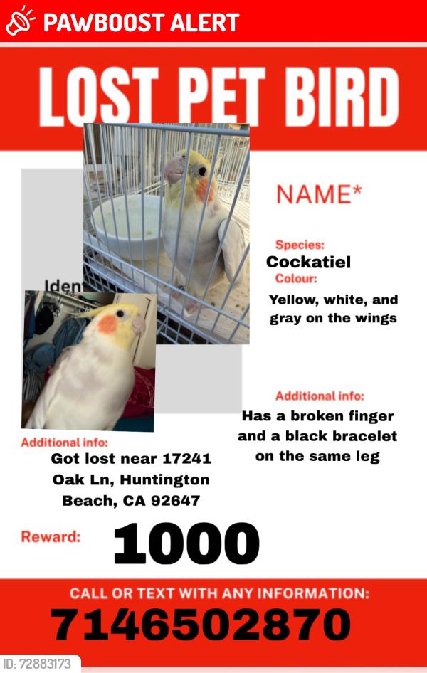 Lost Male Bird last seen Near Oak Ln, Huntington Beach, CA 92647, Huntington Beach, CA 92647