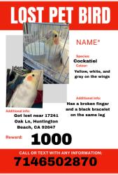 Lost Male Bird last seen Near Oak Ln, Huntington Beach, CA 92647, Huntington Beach, CA 92647