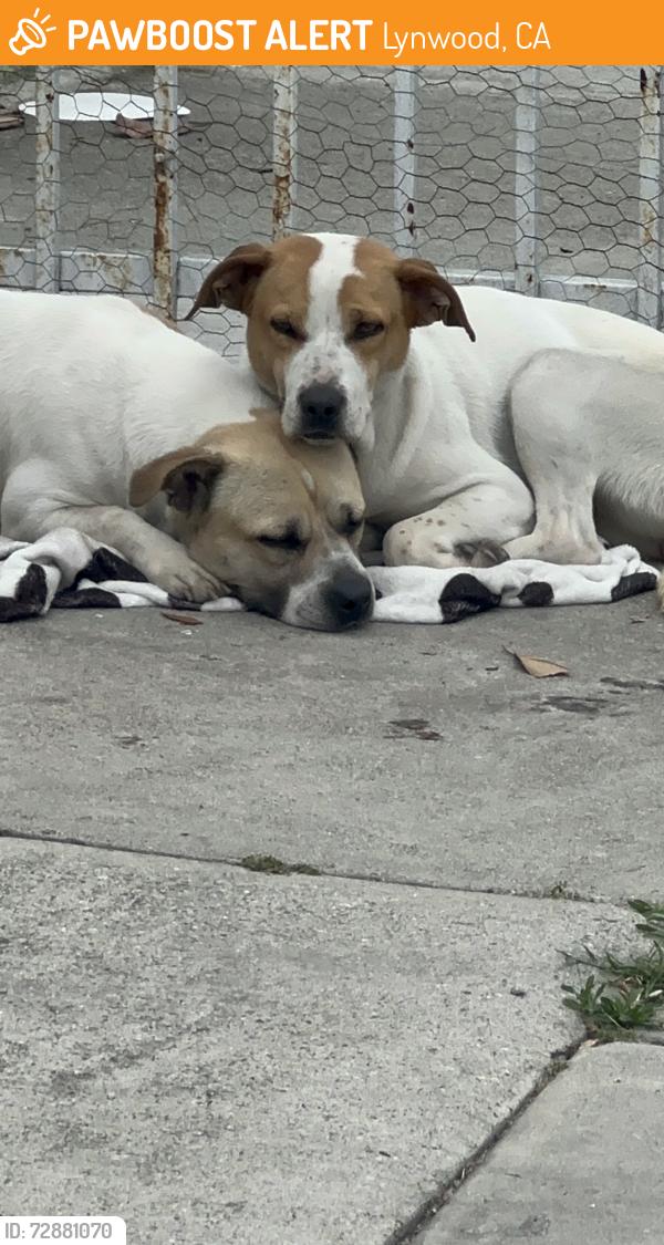 Found/Stray Female Dog last seen Long Beach blvd. + Seminole Ave. , Lynwood, CA 90262