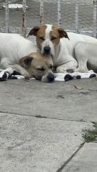 Found/Stray Female Dog last seen Long Beach blvd. + Seminole Ave. , Lynwood, CA 90262