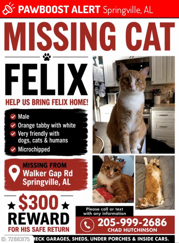 Lost Male Cat last seen Crawford cove, Springville, AL 35146