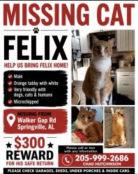 Lost Male Cat last seen Crawford cove, Springville, AL 35146