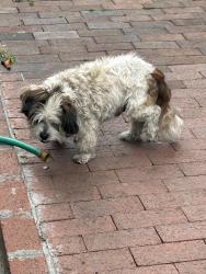 Lost Male Dog last seen Figueroa and Century , Los Angeles, CA 90044