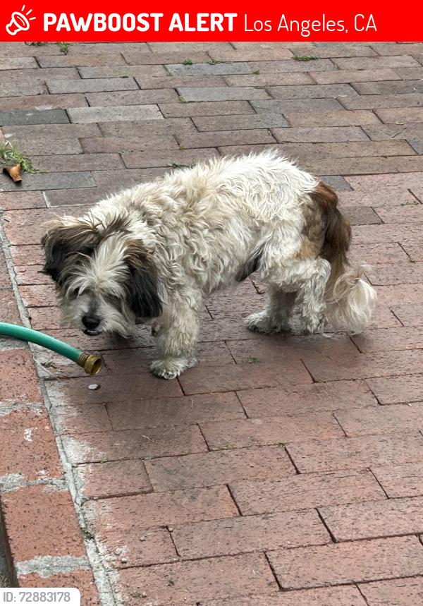 Lost Male Dog last seen Figueroa and Century , Los Angeles, CA 90044