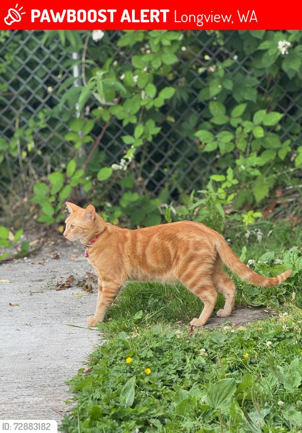 Lost Male Cat last seen Oregon Way , Longview, WA 98632