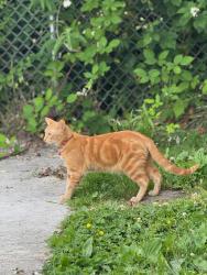 Lost Male Cat last seen Oregon Way , Longview, WA 98632