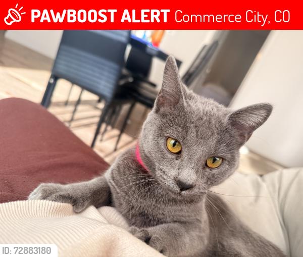 Lost Female Cat last seen Near glencoe edificio por el balcón en toda la esa, Commerce City, CO 80022