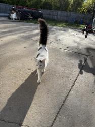 Found/Stray Male Cat last seen 35th and college , Milwaukee, WI 53221