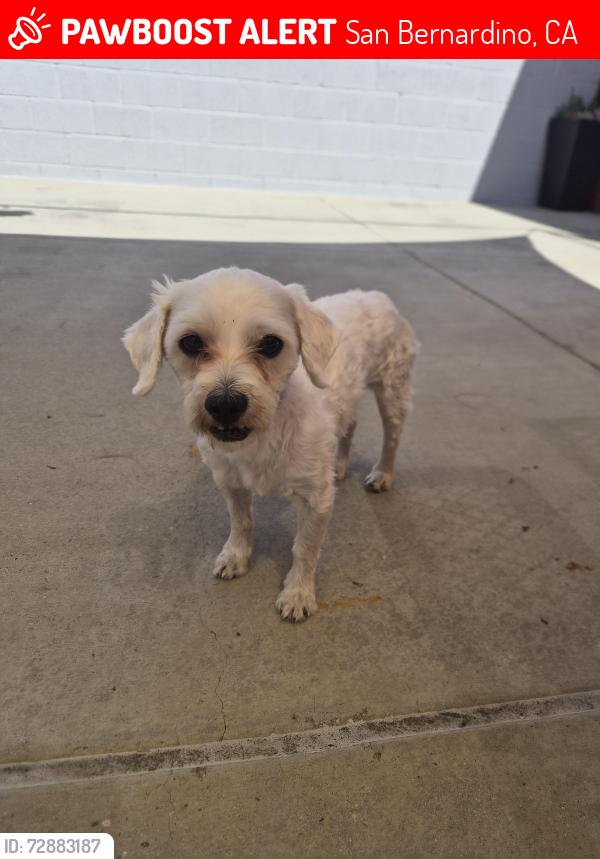 Lost Male Dog last seen Near San Bernardino High School, San Bernardino, CA 92405
