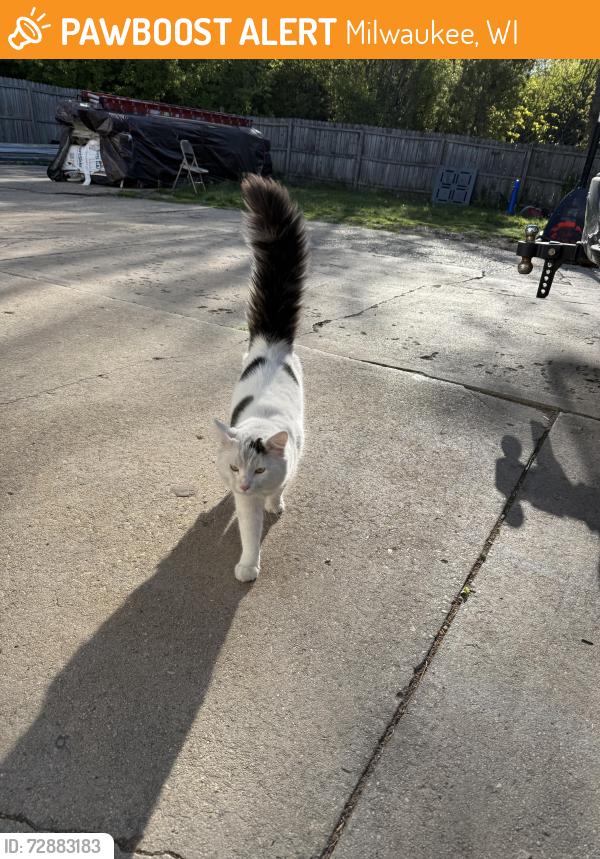 Found/Stray Male Cat last seen 35th and college , Milwaukee, WI 53221