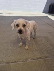Lost Male Dog last seen Near San Bernardino High School, San Bernardino, CA 92405