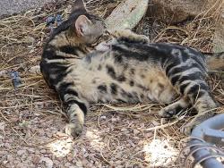 Found/Stray Unknown Cat last seen Bella Luna in Tierra Linda across from 'M' Casino, Enterprise, NV 89183