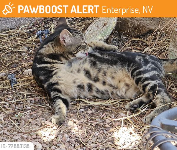 Found/Stray Unknown Cat last seen Bella Luna in Tierra Linda across from 'M' Casino, Enterprise, NV 89183