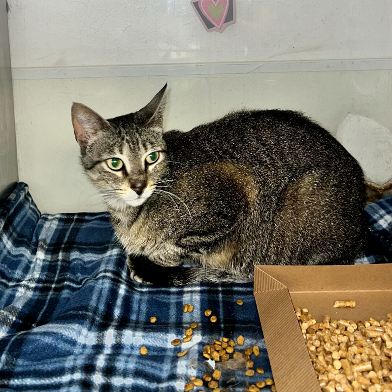 Shelter Stray Female Cat last seen , Edinburg, TX 78539