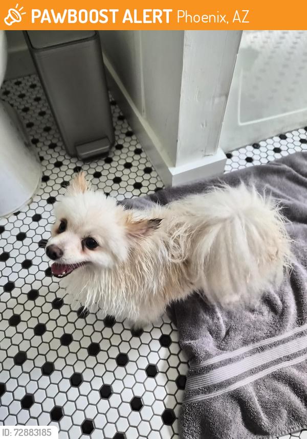 Found/Stray Female Dog last seen 22nd St and Oak, Phoenix, AZ 85006