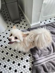 Found/Stray Female Dog last seen 22nd St and Oak, Phoenix, AZ 85006