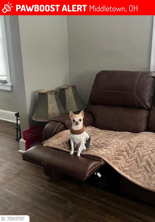 Lost Male Dog last seen Logan Avenue/University North, Middletown, OH 45044