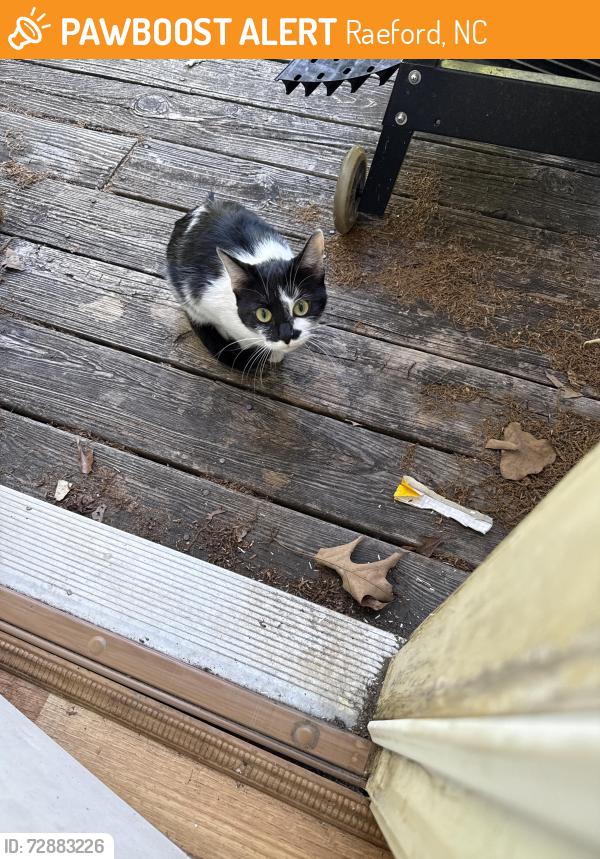 Found/Stray Female Cat last seen Colonial Heights neighborhood, Raeford, NC 28376