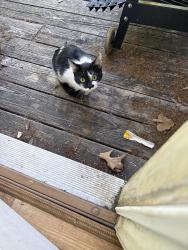Found/Stray Female Cat last seen Colonial Heights neighborhood, Raeford, NC 28376