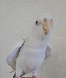 Lost Male Bird last seen San Vincente st, san Antonio, orange, Paramount, CA 90723