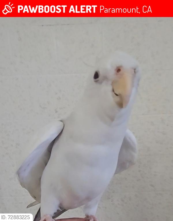 Lost Male Bird last seen San Vincente st, san Antonio, orange, Paramount, CA 90723