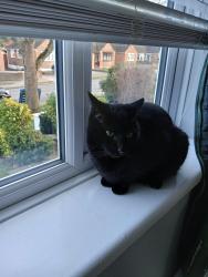 Lost Male Cat last seen Highview, Vigo, England DA13 0TB