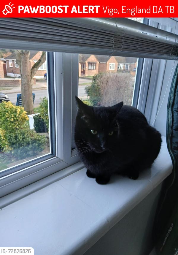 Lost Male Cat last seen Highview, Vigo, England DA13 0TB