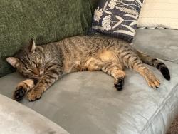 Lost Male Cat last seen 3408san Bar Lane, Colleyville, TX 76034