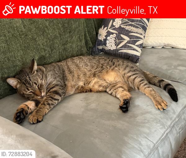 Lost Male Cat last seen 3408san Bar Lane, Colleyville, TX 76034