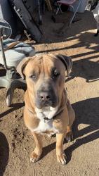 Lost Male Dog last seen phelan rd & verbena rd, Hesperia, CA 92344