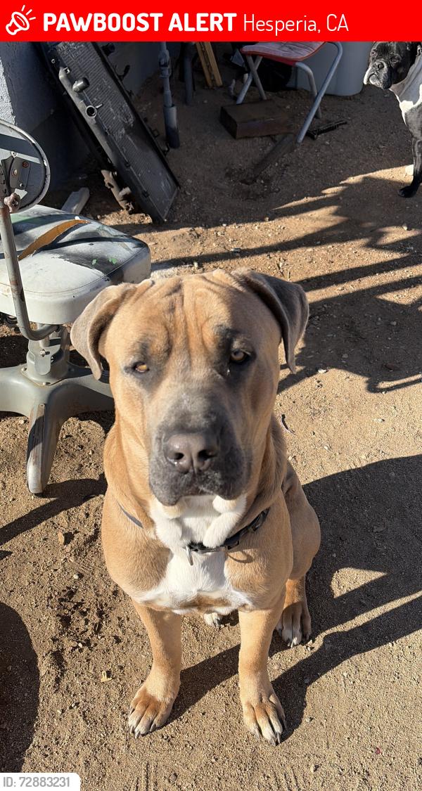 Lost Male Dog last seen phelan rd & verbena rd, Hesperia, CA 92344
