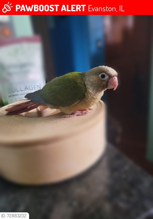 Lost Male Bird last seen Callan Ave and Howard St, Evanston, IL 60202