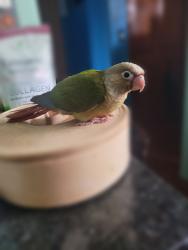 Lost Male Bird last seen Callan Ave and Howard St, Evanston, IL 60202