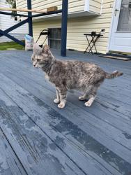 Found/Stray Unknown Cat last seen avalon base ball field , Pittsburgh, PA 15202