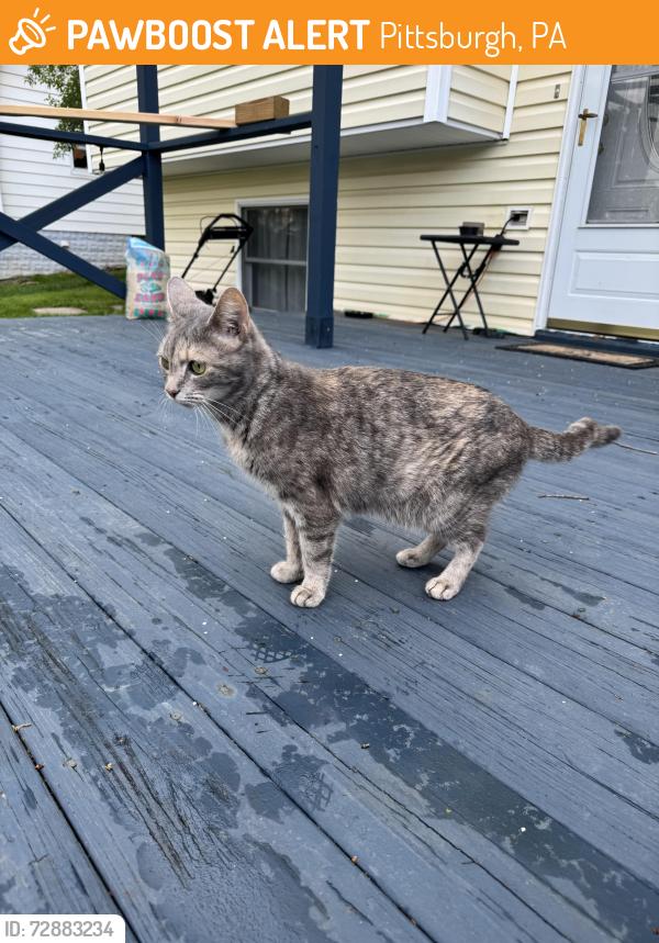 Found/Stray Unknown Cat last seen avalon base ball field , Pittsburgh, PA 15202