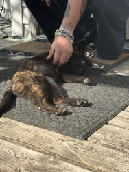 Found/Stray Female Cat last seen Wesmere Elementary School, Wesmere woods, Wesmere ests, Joliet, IL 60586