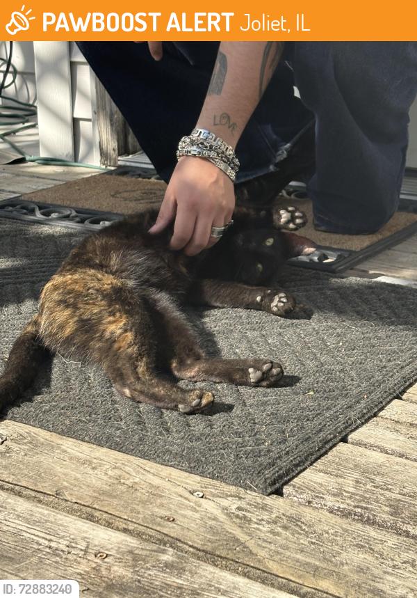 Found/Stray Female Cat last seen Wesmere Elementary School, Wesmere woods, Wesmere ests, Joliet, IL 60586