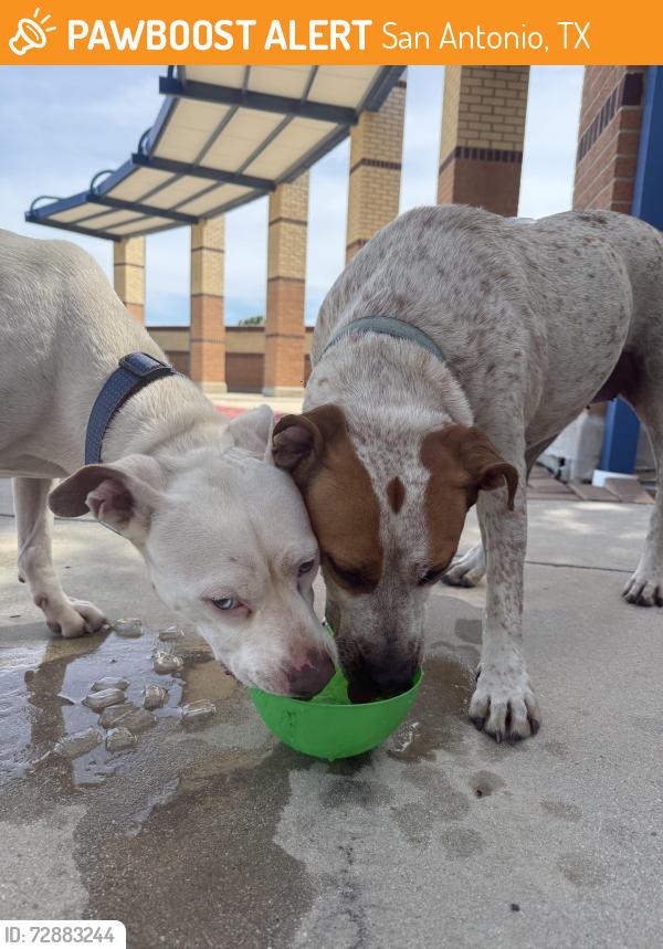 Found/Stray Unknown Dog last seen Near Ingram road, San Antonio, TX 78245