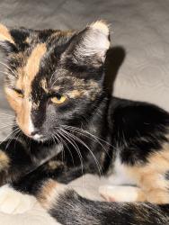 Lost Female Cat last seen Legacy Trails of Lindale, Lindale, TX 75771