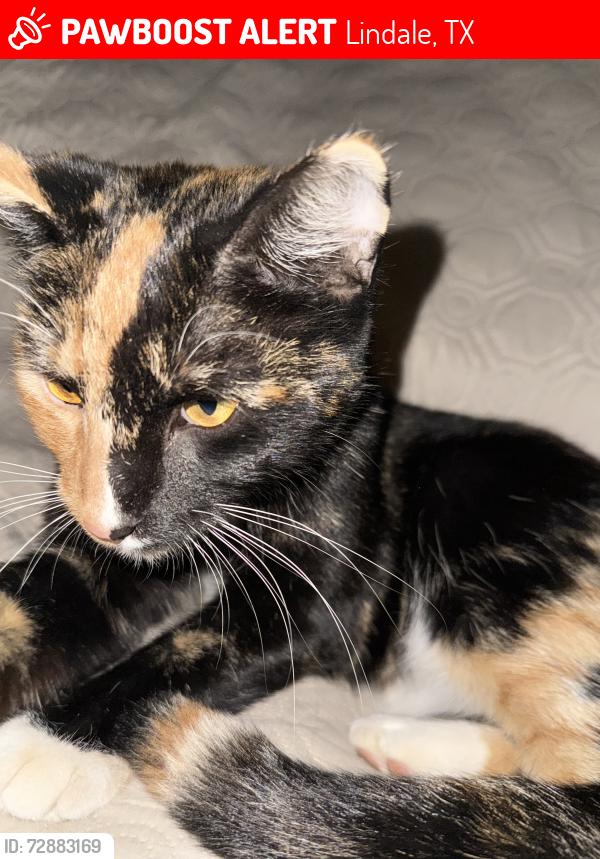 Lost Female Cat last seen Legacy Trails of Lindale, Lindale, TX 75771